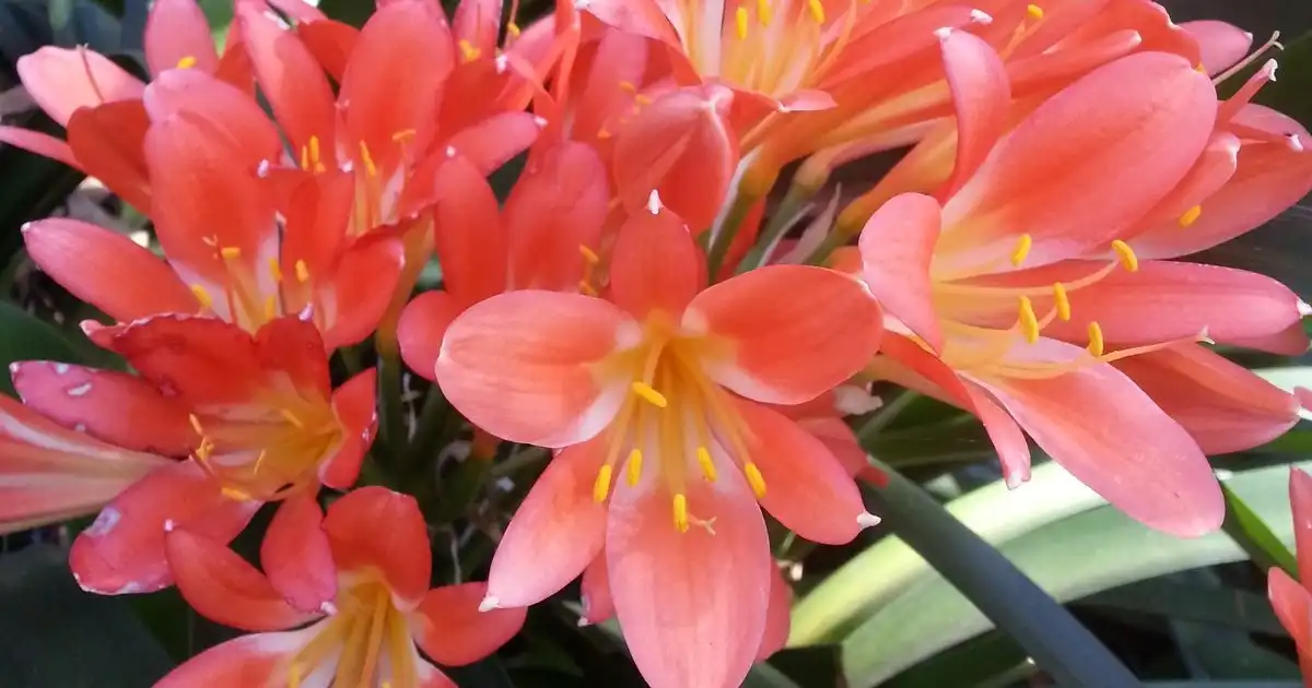 Buy Clivia in Gauteng - Bush Lily Delivered
