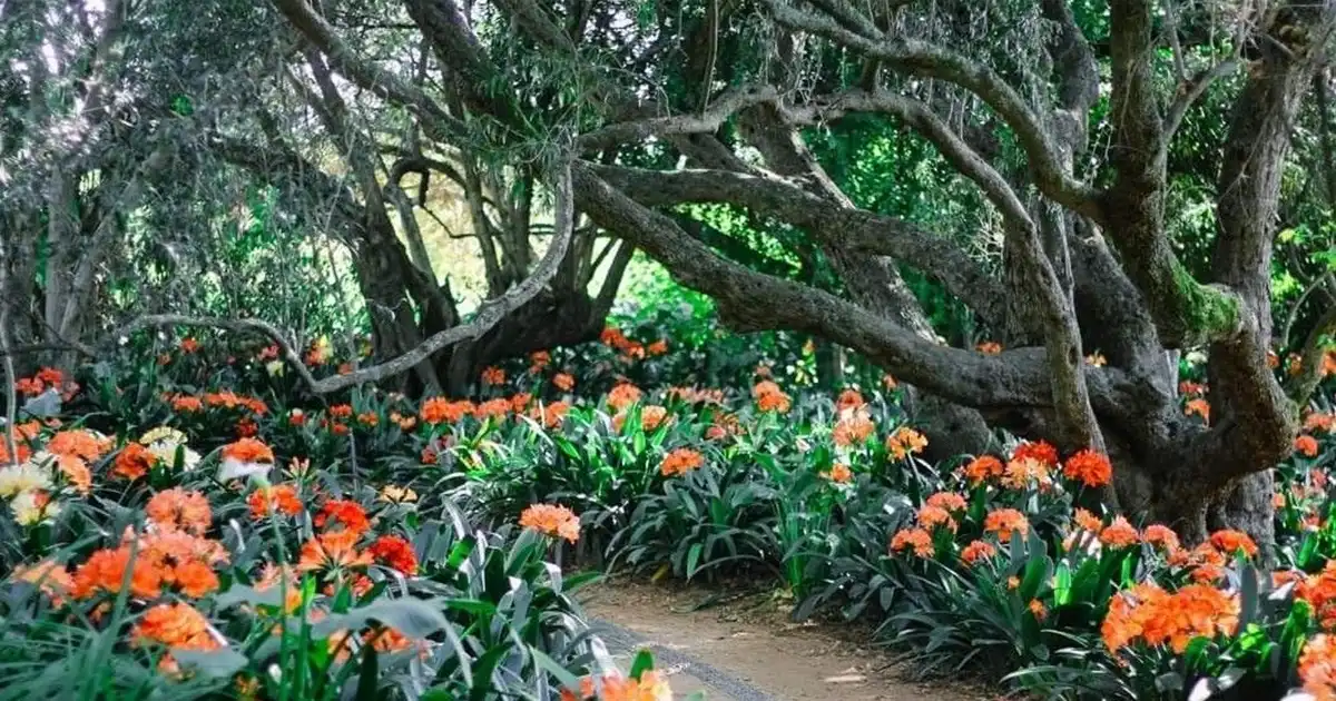 Buy Clivia in Gauteng - Bush Lily Delivered