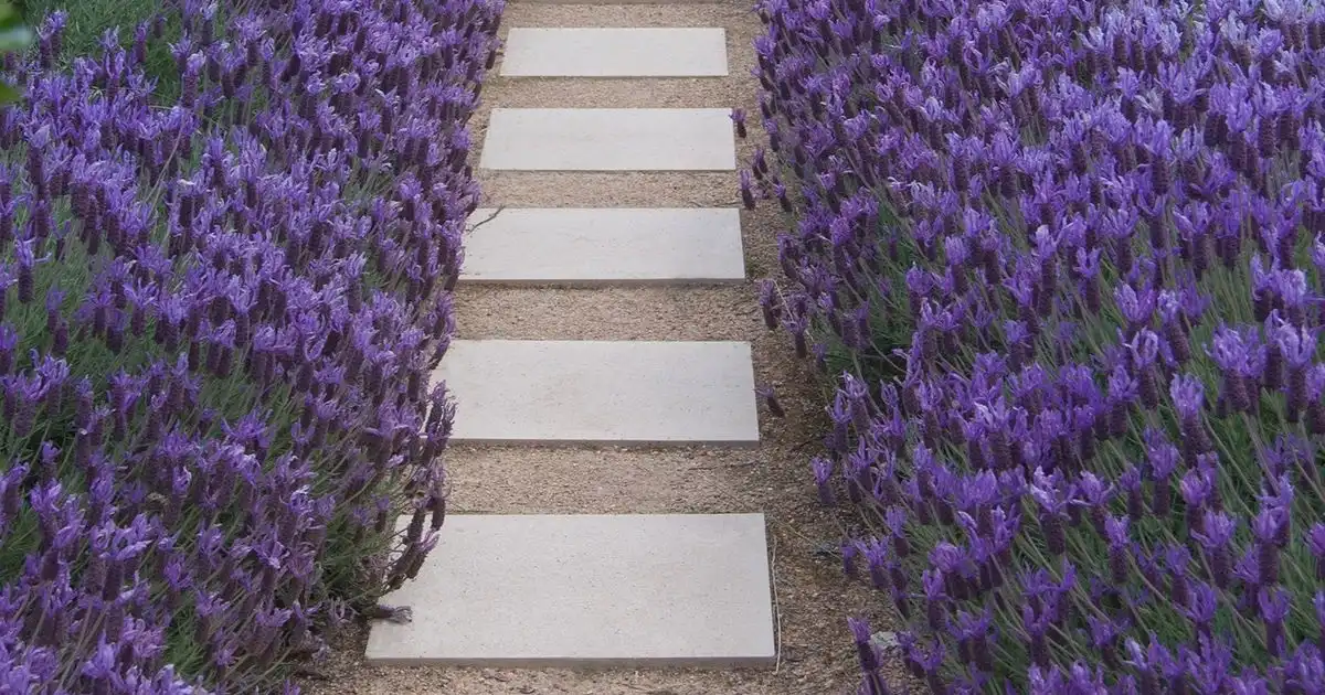 Lavender Plants Gauteng - Shop Online | Fine Lines Landscaping