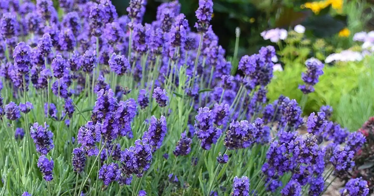 Lavender Plants Gauteng - Shop Online | Fine Lines Landscaping