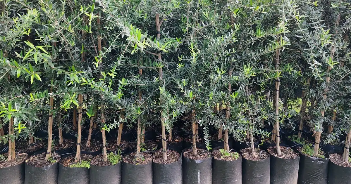 Buy Olive Trees Gauteng - Fruiting & Wild Olive | Fine Lines