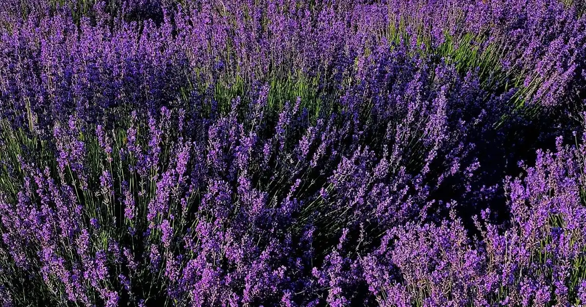 Lavender Plants Gauteng - Shop Online | Fine Lines Landscaping