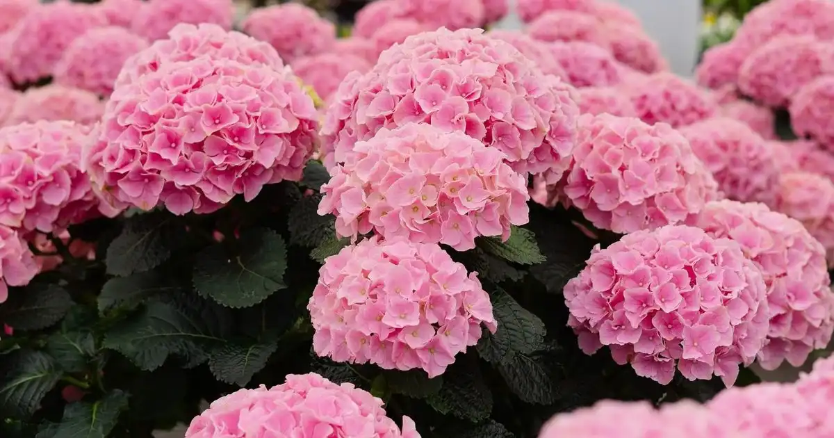 Hydrangea Plants Gauteng - Shop Online | Fine Lines Landscaping