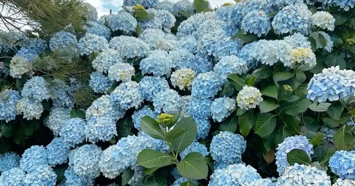 Hydrangea Blue Flowers - Shop Cool Bloomers