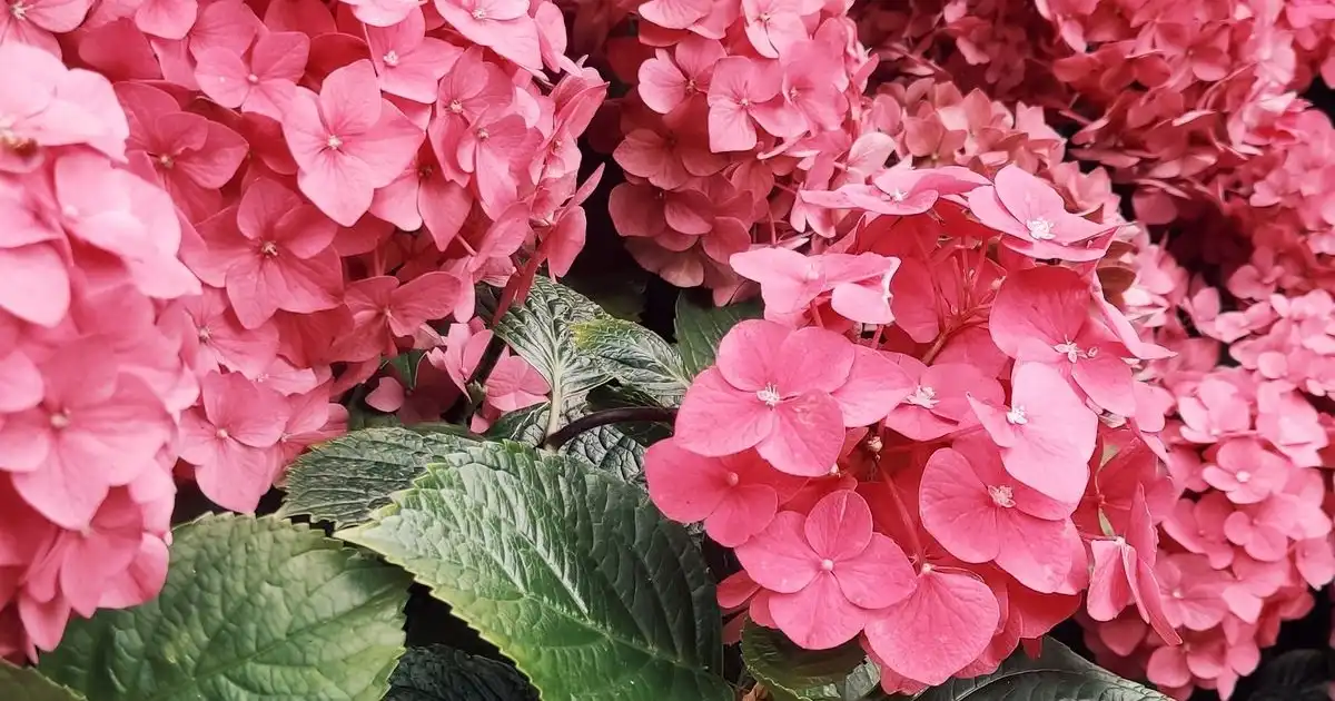 Hydrangea Plants Gauteng - Shop Online | Fine Lines Landscaping