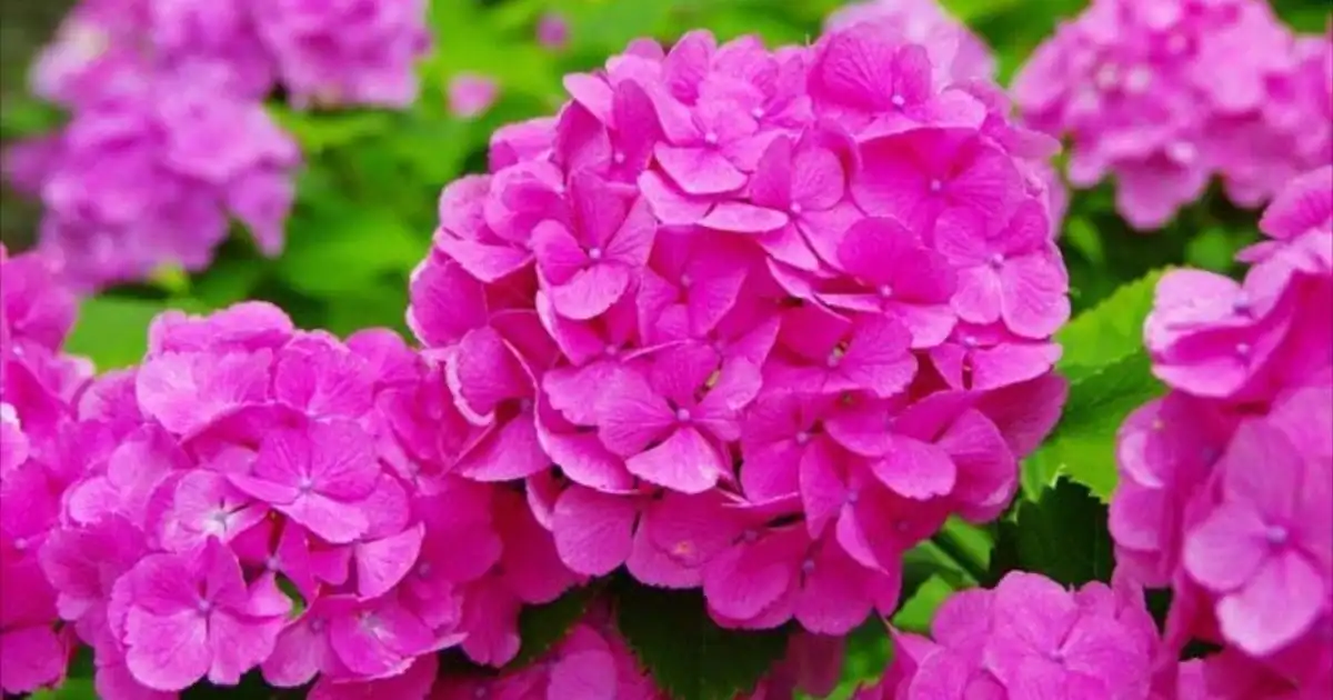 Hydrangea Plants Gauteng - Shop Online | Fine Lines Landscaping