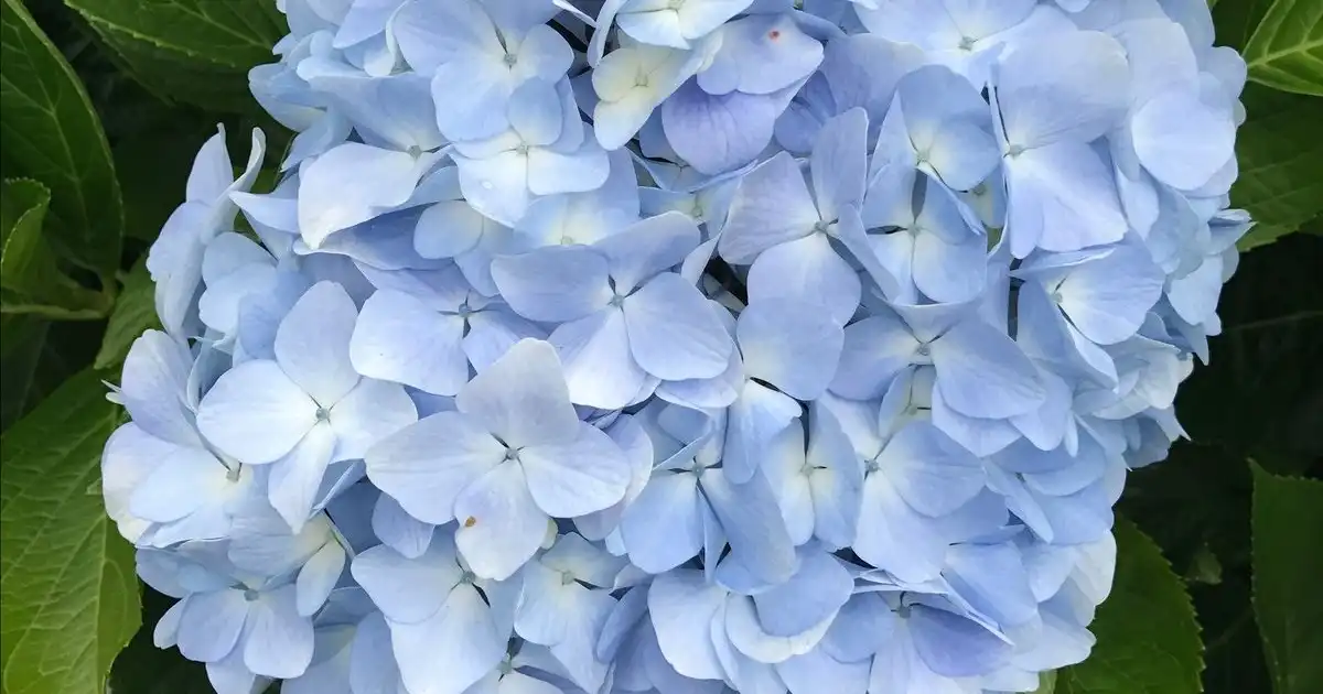 Hydrangea Plants Gauteng - Shop Online | Fine Lines Landscaping