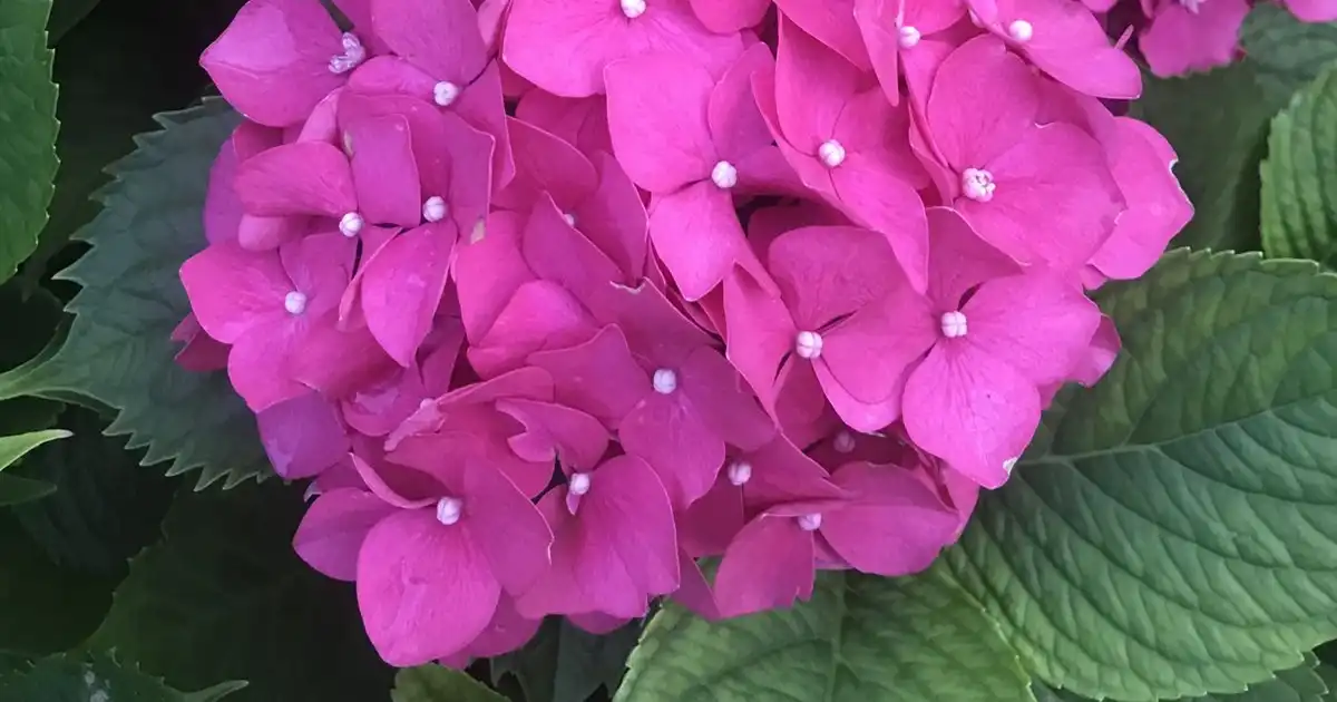 Hydrangea Plants Gauteng - Shop Online | Fine Lines Landscaping