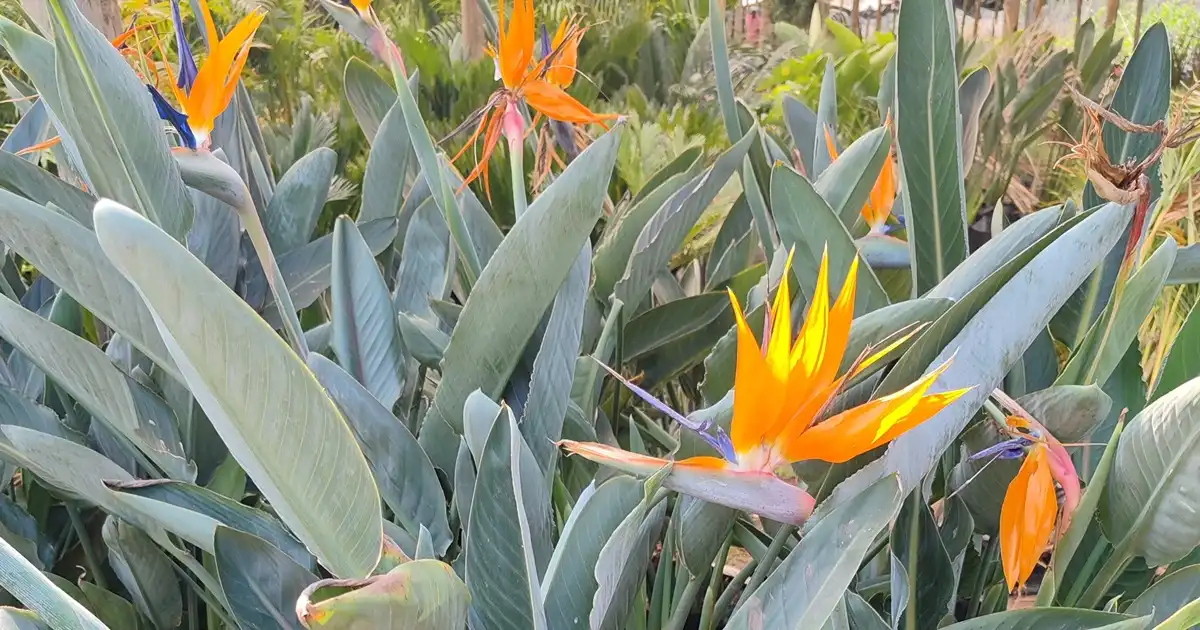 Buy Strelitzia Online - Fast Delivery Gauteng