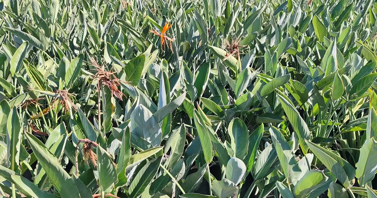 Buy Strelitzia Online - Fast Delivery Gauteng
