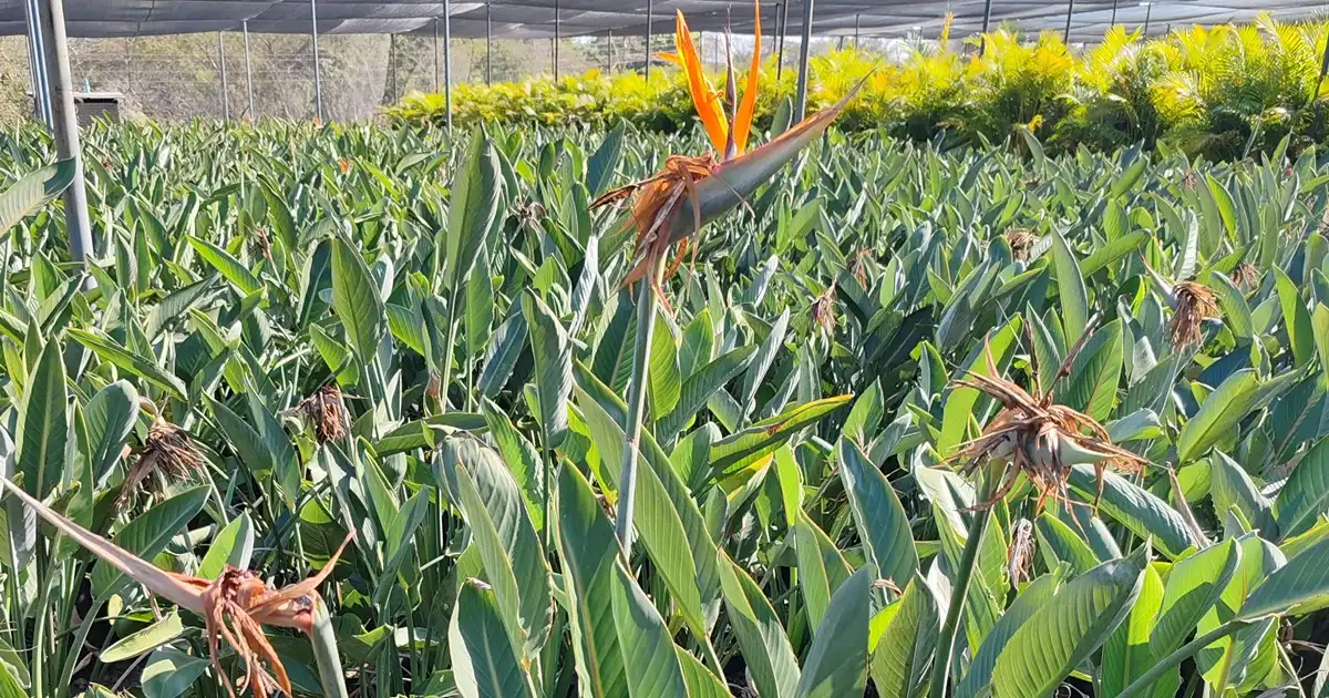 Buy Strelitzia Online - Fast Delivery Gauteng