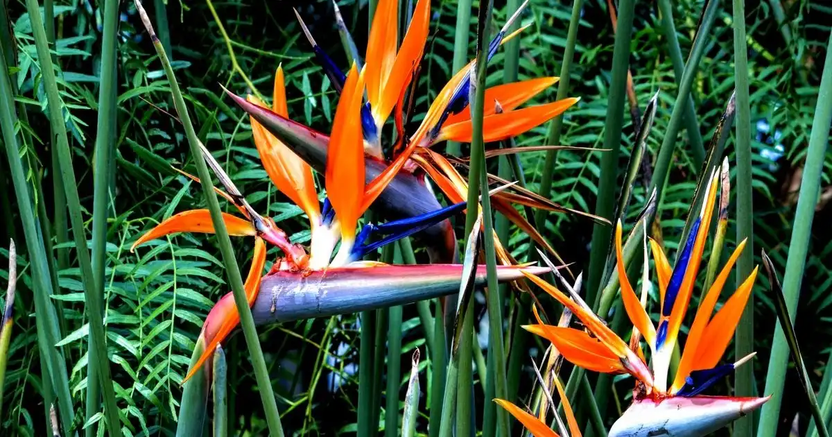 Tillandsia Green Gobrin 速達発送 Buy Strelitzia Online - Fast Delivery Gauteng