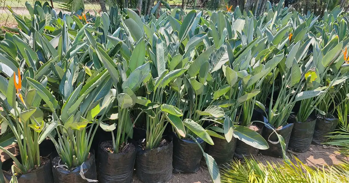 Buy Strelitzia Online - Fast Delivery Gauteng