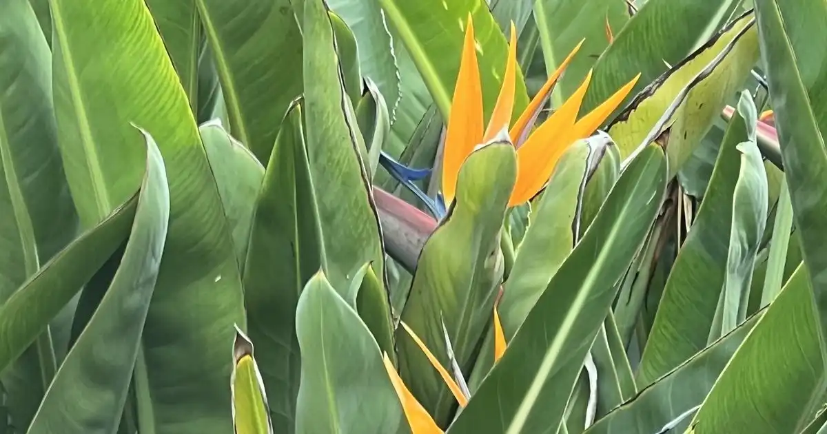 Buy Strelitzia Online - Fast Delivery Gauteng