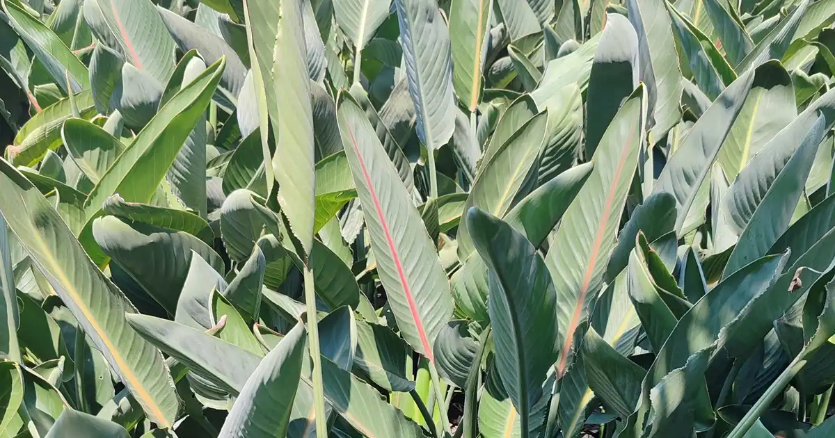 Buy Strelitzia Online - Fast Delivery Gauteng