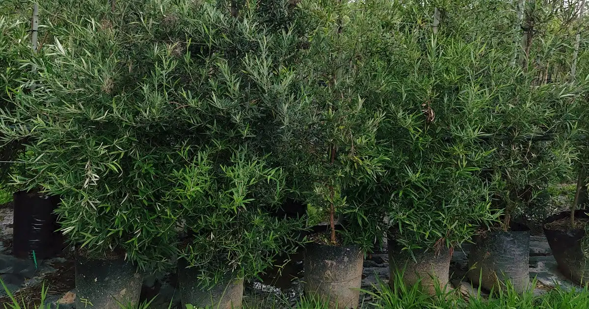 Buy Olive Trees Gauteng - Fruiting & Wild Olive | Fine Lines