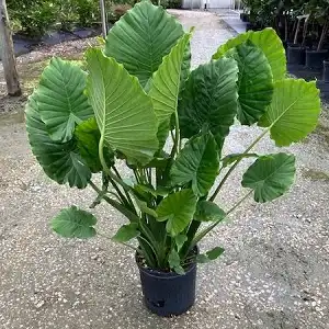 Alocasia odora, Elephant ear - 4L