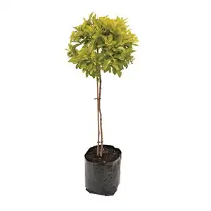Buy Duranta Gold Standard For Sale - Save Up To 50% Today!