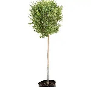Buy Blue Freylinia Lollipops: Unique & Elegant