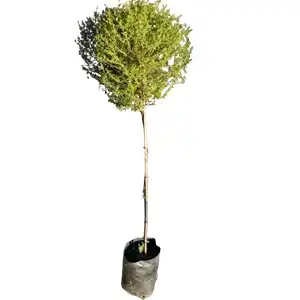 Buy White Freylinia Standards: Order Online