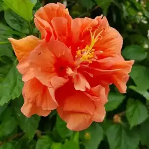 Hibiscus DJ O'Brien - 5L Hibiscus DJ O'Brien - 5L