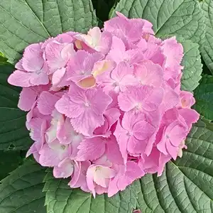 Mixed white & pink bigleaf hydrangea - 2.5L