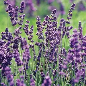 Lavandula, English Lavender