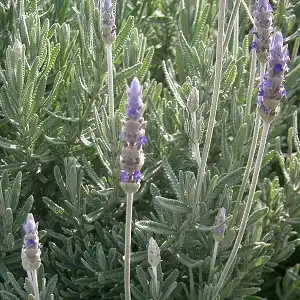 Dendata, French Lavender - Main Image