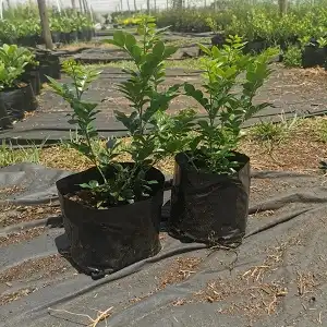 Murraya exotica, Orange jasmine - 2.5L