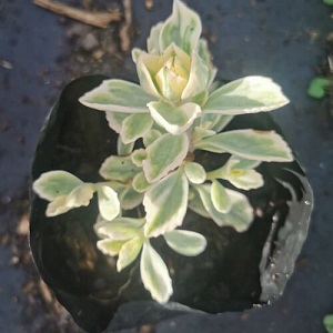 Plectranthus neochilus 'Mike's Fuzzy Wuzzy' , Variegated Lobster