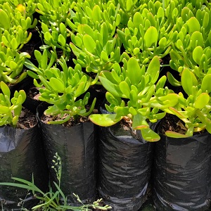 Sedum praealtum, Green apple snap - 1L