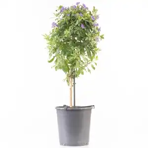 Order Blue Potato Bush Lollipop For Sale - Save Up To 50%!