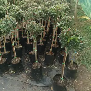 Order Syzygium Standard For Sale - Up To 60% Off + Delivery!