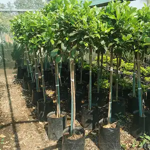 Buy Stylish Viburnum Lollipop for Sale - Up to 60% Off Now!